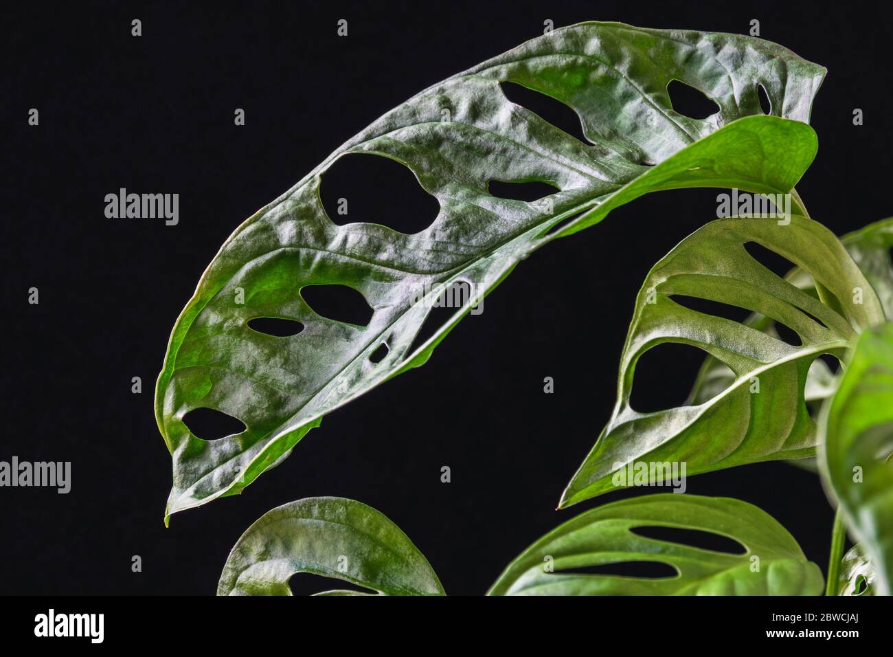 Close-up on a Swiss cheese plant (monstera adansonii) with leaf fenestrations on a dark background. Beautiful tropical houseplant detail. Stock Photo
