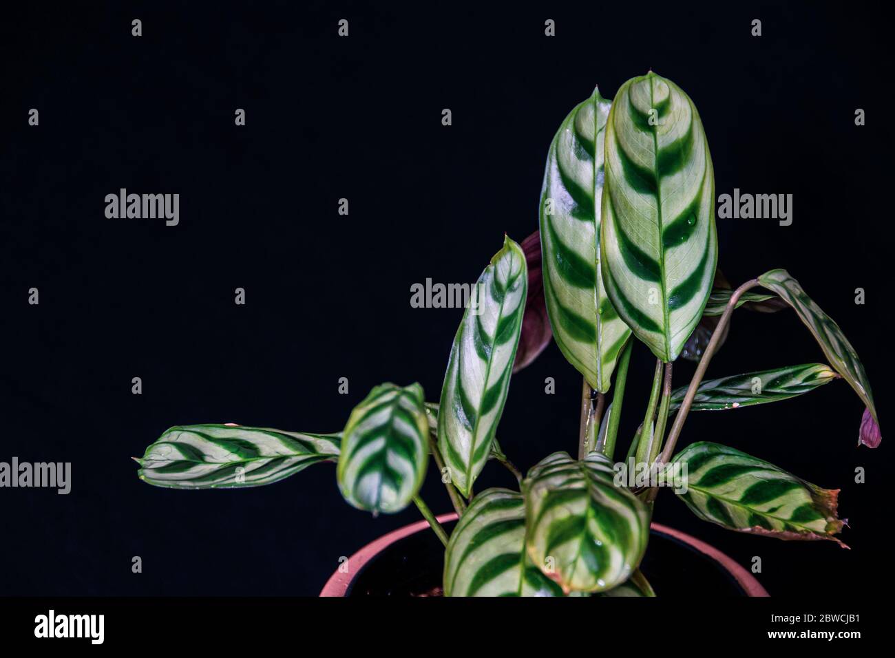 Prayer plant (aka fishbone plant, Ctenanthe burle-marxii Amabilis) on black background. Trendy exotic houseplant detail. Stock Photo