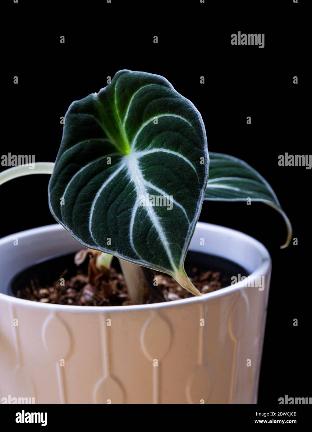 Dark green velvet texture hi-res stock photography and images - Alamy
