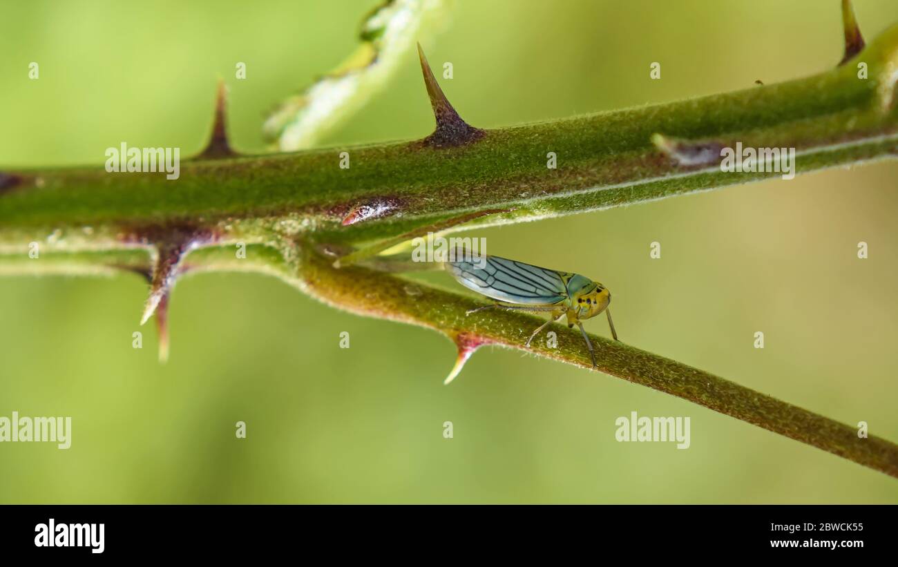 macro close up of leafhopper Cicadella Viridis in the family Cicadellidae on thorny branch Stock Photo
