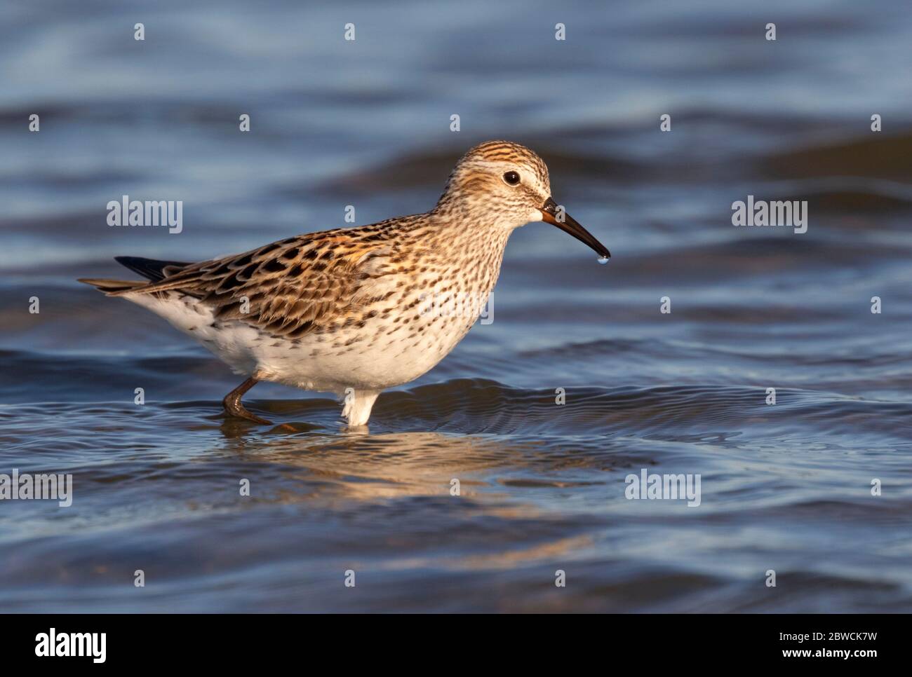 White-rumped sandpiper (Calidris fuscicollis) in breeding plumage wading in shallow water at the ocean beach, Galveston, Texas, USA. Stock Photo