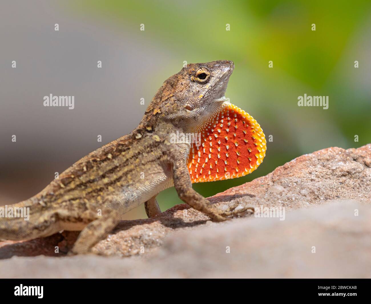 Brown anole lizard (Anolis sagrei) displaying, Galveston, Texas, USA