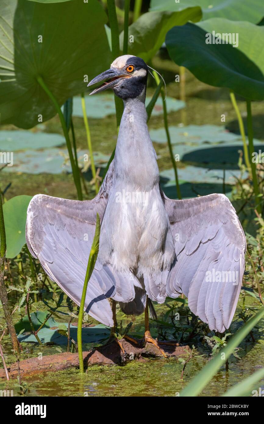 Yellow-crowned night heron (Nyctanassa violacea) sunbathing in swamp during hot summer day, Brazos Bend State Park, Needville, Texas, USA. Stock Photo