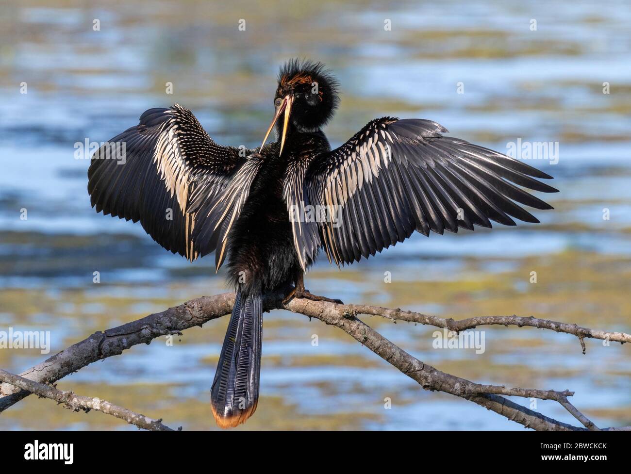 Anhinga (Anhinga anhinga) male drying feathers and preening in a swamp, Brazos Bend State park, Needville, Texas, USA. Stock Photo