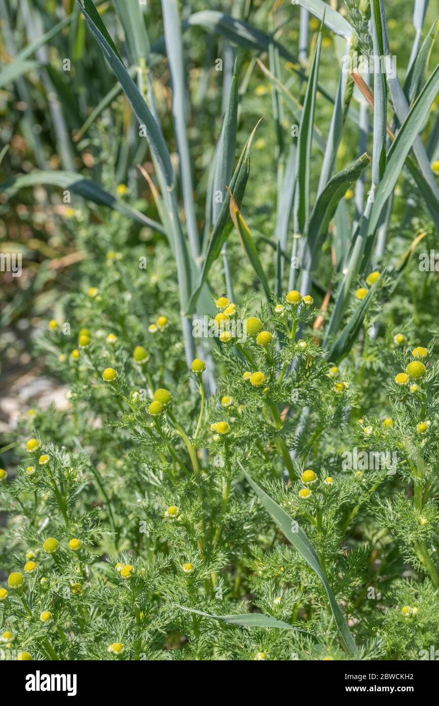Patch of flowers of Pineapple Weed / Matricaria discoidea that smells