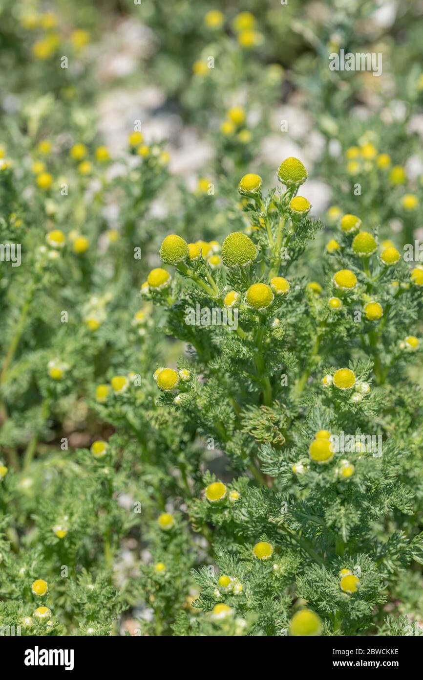 Patch of flowers of Pineapple Weed / Matricaria discoidea that smells