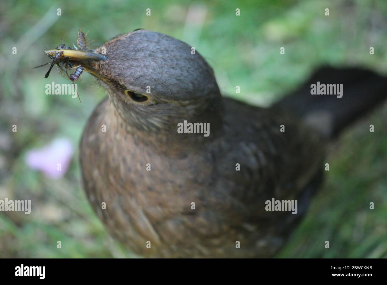 Female blackbird collecting food for her nesting young in an English