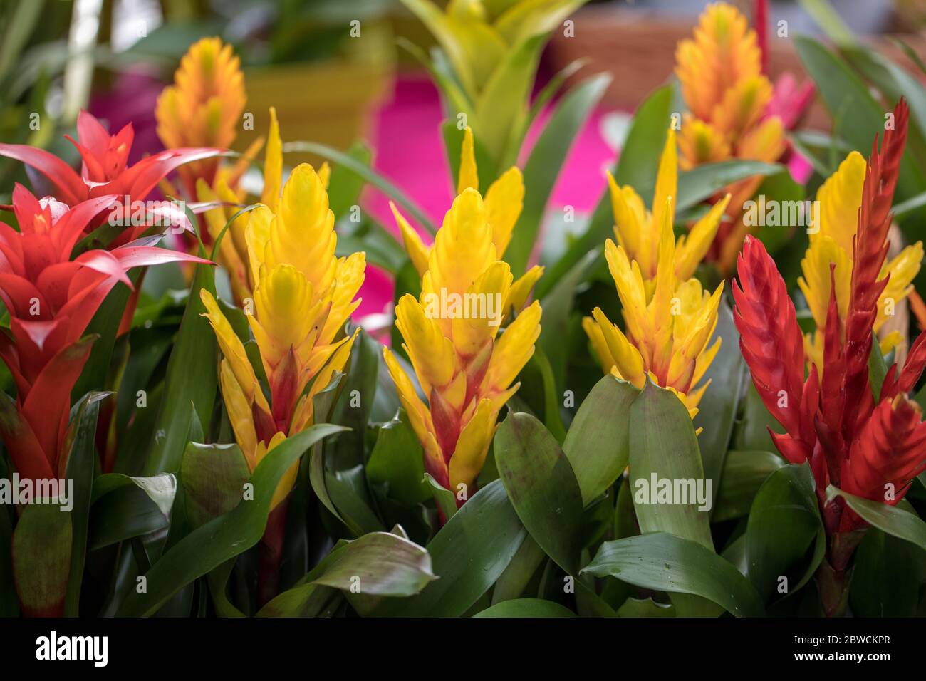 - Vriesea a Alamy Bromeliaceae) in exotic it epiphyte an It - various grow colors. Photo is ornamental conditions Stock plant flowers tropical (Vriesea of natural with is