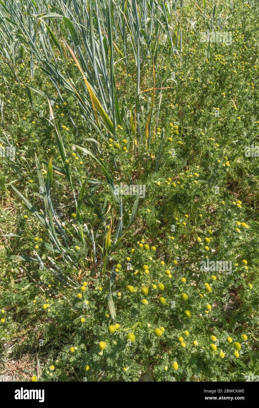 Patch of flowers of Pineapple Weed / Matricaria discoidea that smells