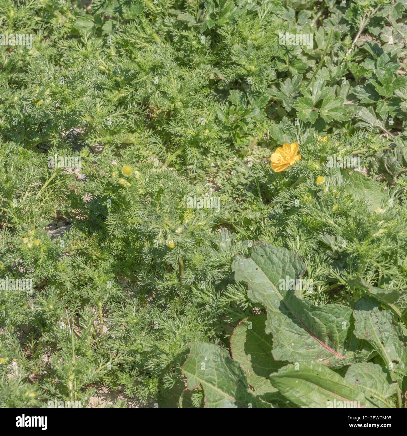 Mixed field weeds: Pineapple Weed / Matricaria discoidea, Broad-leaved Dock / Rumex obtusifolius & Creeping Buttercup Stock Photo