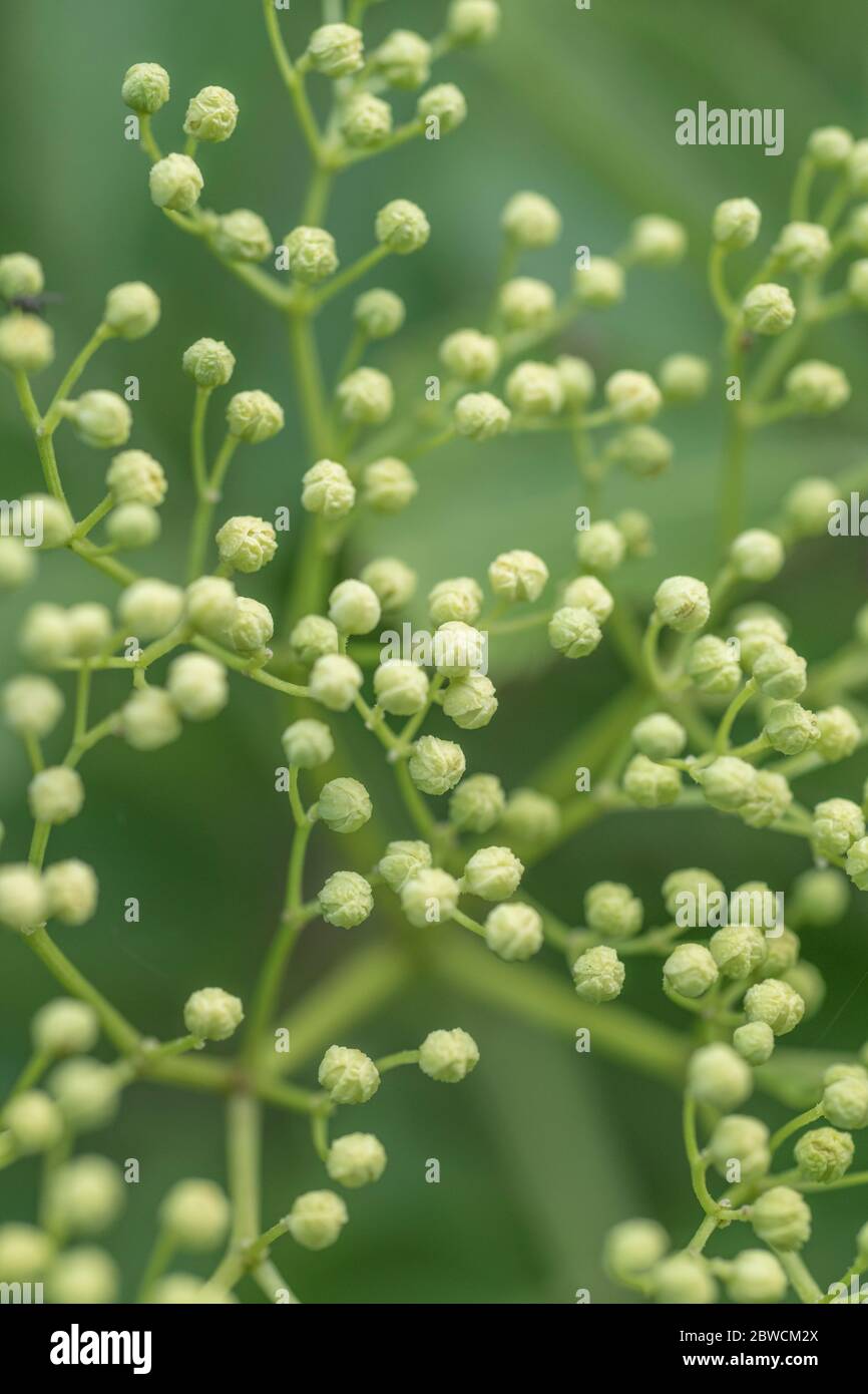 Macro close up of Common Elder / Sambucus nigra flower buds in May. Foraging and dining on the wild concept, also a medicinal herb plant. Stock Photo