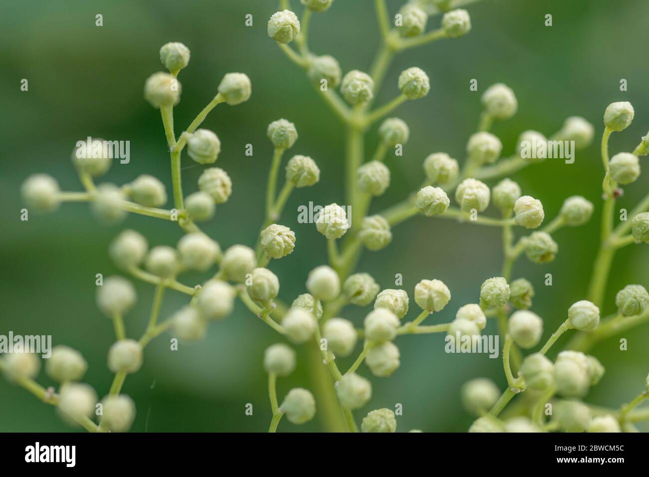 Macro close up of Common Elder / Sambucus nigra flower buds in May. Foraging and dining on the wild concept, also a medicinal herb plant. Stock Photo