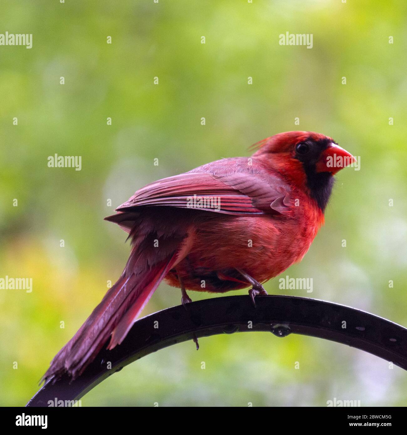 A male cardinal perches on a shepherds hook and looks back over his shoulder at the camera.  Background blurred. Stock Photo