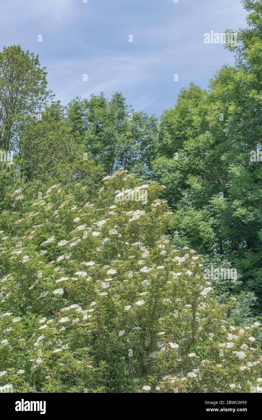 Common Elder / Sambucus nigra tree in bloom June. Foraging and dining on the wild concept, also a medicinal herb plant used in herbal remedies. Stock Photo