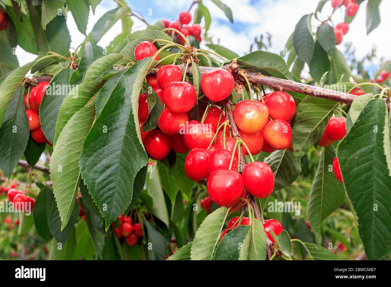 Bing cherries on tree hi-res stock photography and images - Alamy