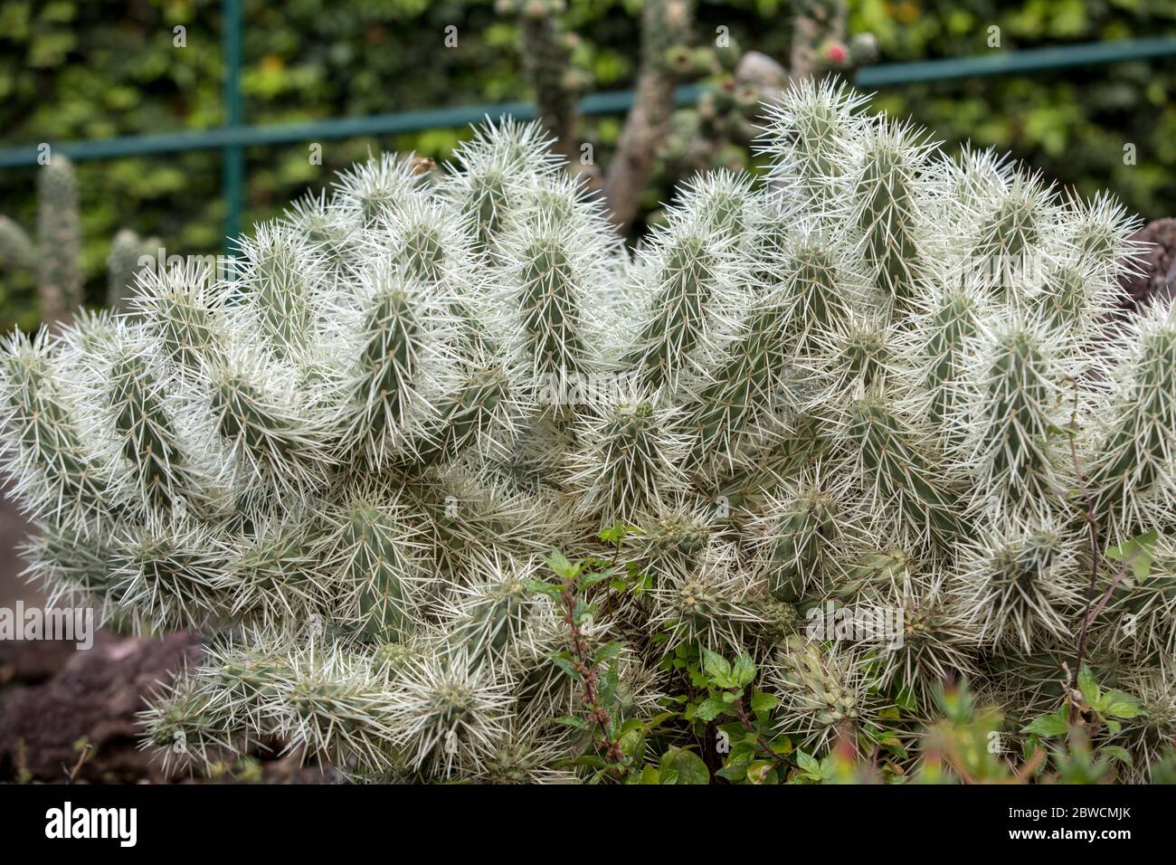 Cylindropuntia tunicata, commonly referred to as sheathed cholla Stock Photo