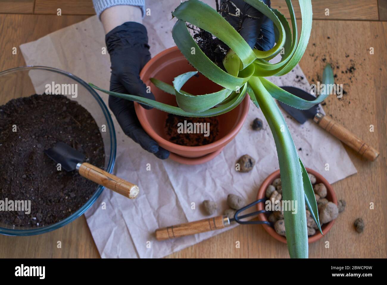 Step by step transplanting home plant aloe vera into clay flower pot, female hands transplant plant into home garden Stock Photo