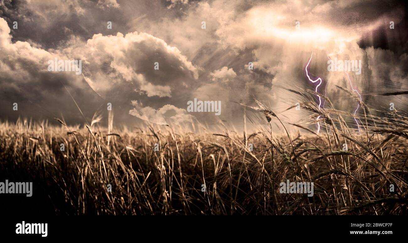 Dark clouds over a grain field hi-res stock photography and images - Alamy
