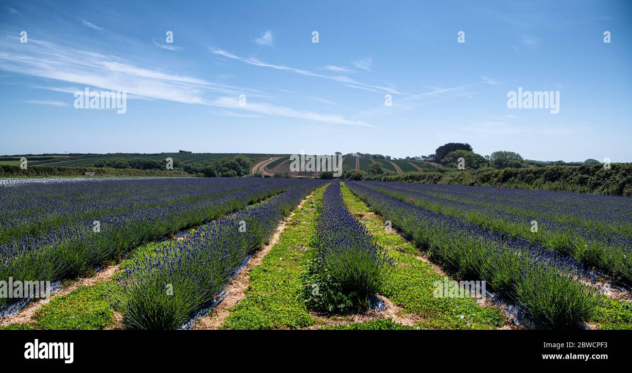 Edelweiss lavender hi-res stock photography and images - Alamy