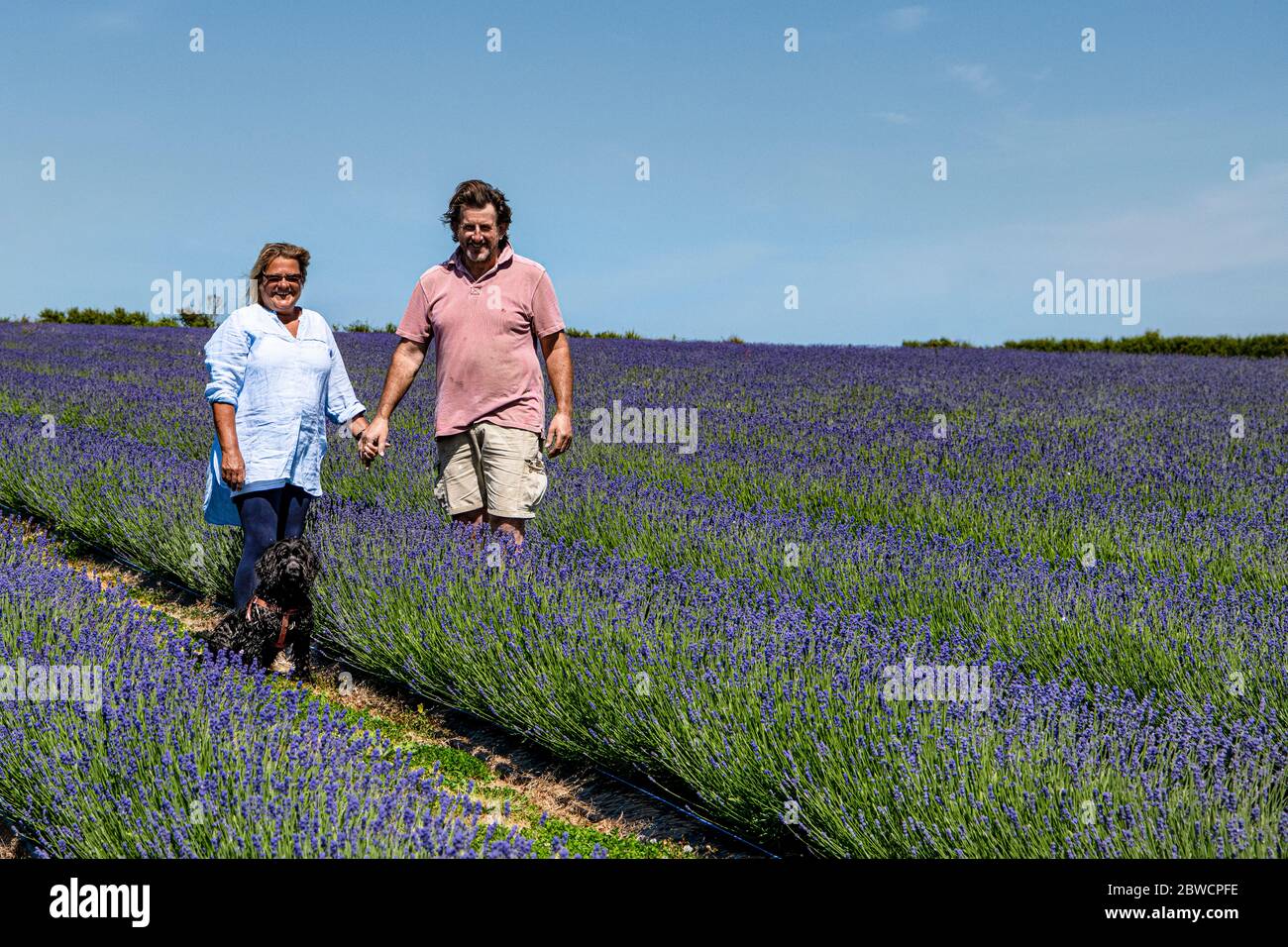 Roskorwell Farm Cornwall's first lavender farm Credit: kathleen white/Alamy Live News Stock Photo