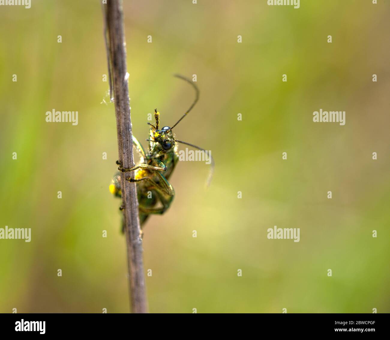 close up of small longhorn beetle Stock Photo