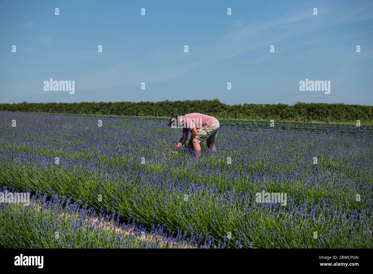 Cornwall's first lavender farm,Roskorwell Farm Credit: kathleen white/Alamy Live News Stock Photo
