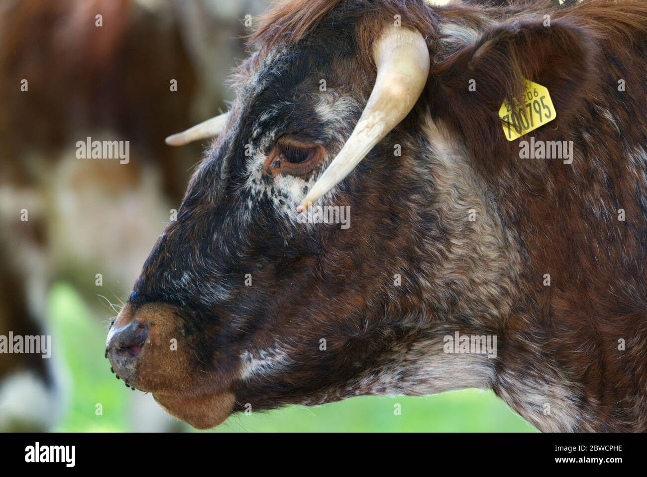close up of cattle on farm Stock Photo