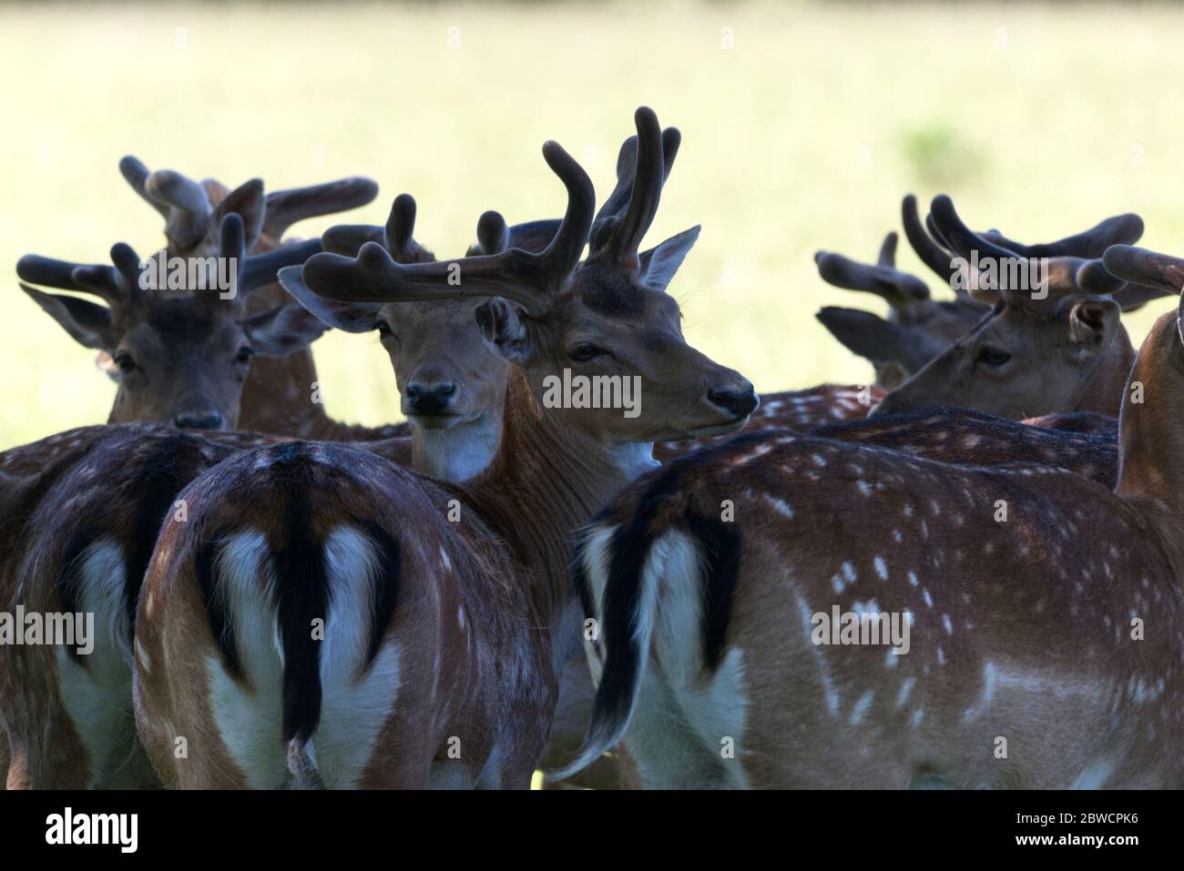 herd of fallow deer close up Stock Photo
