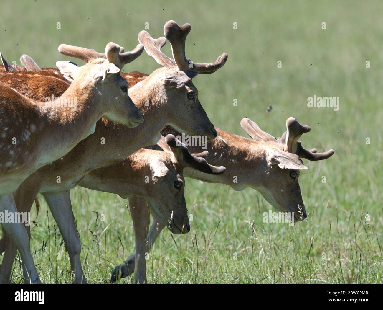 herd of fallow deer close up Stock Photo