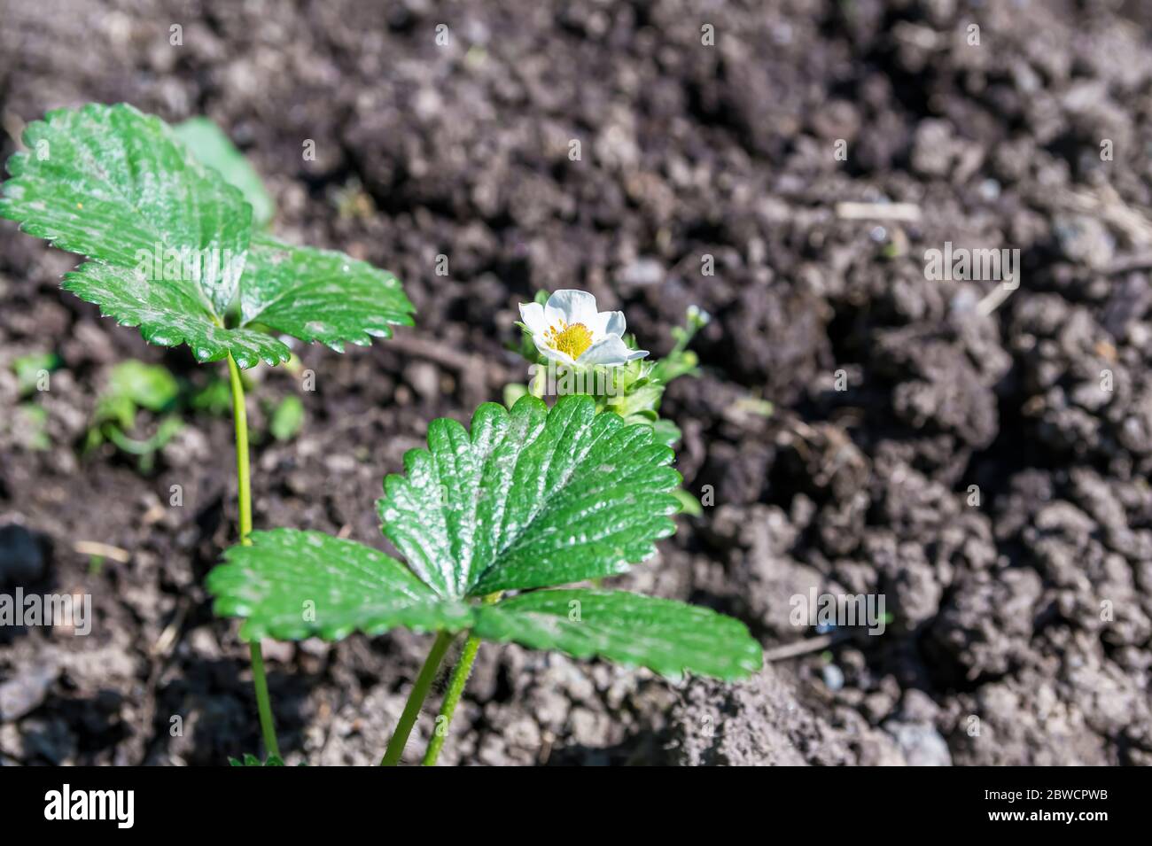 strawberry bush with flower on the garden bed Stock Photo - Alamy