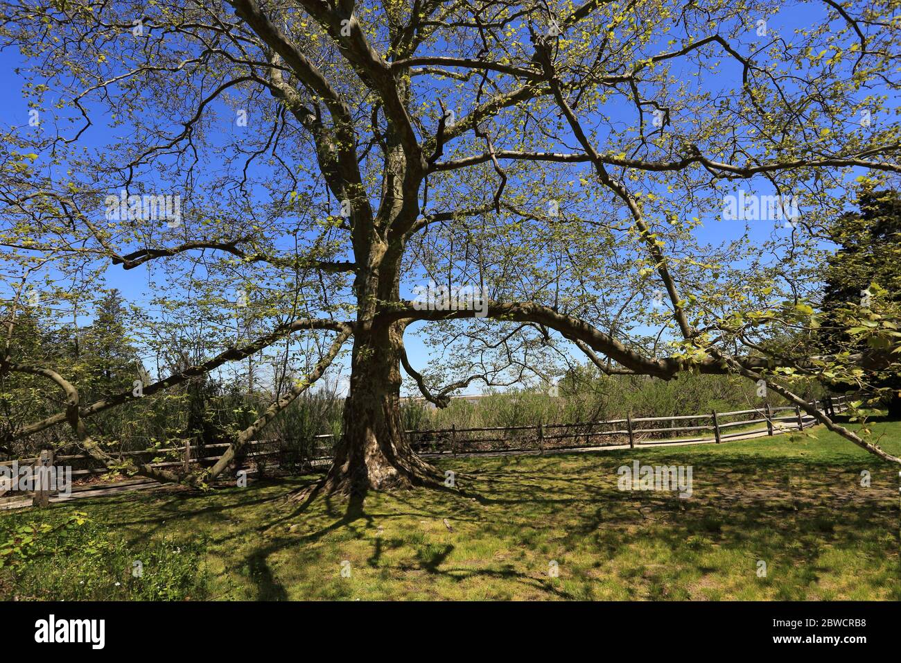 Big tree Long Island New York Stock Photo Alamy