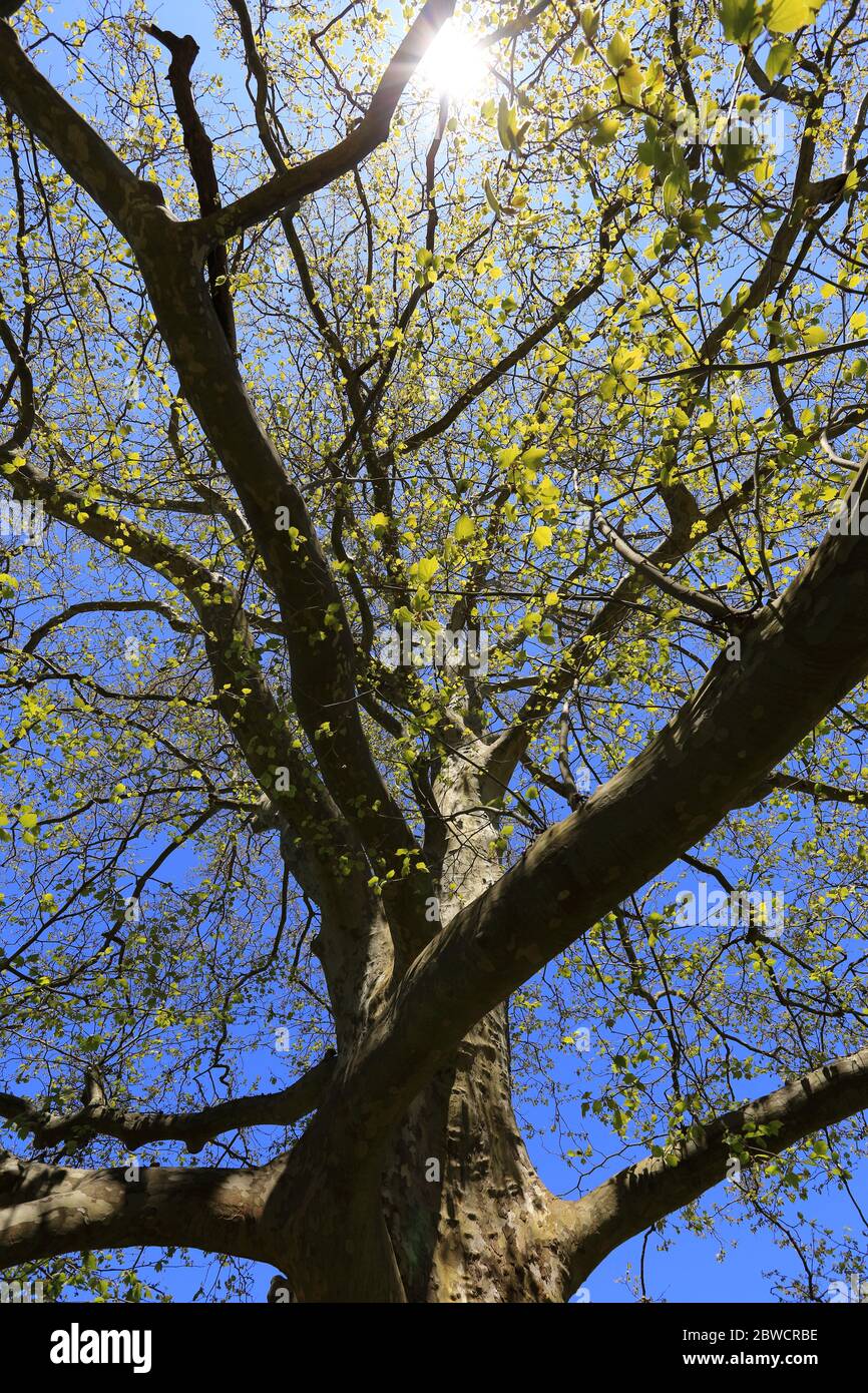 Big tree Long Island New York Stock Photo Alamy