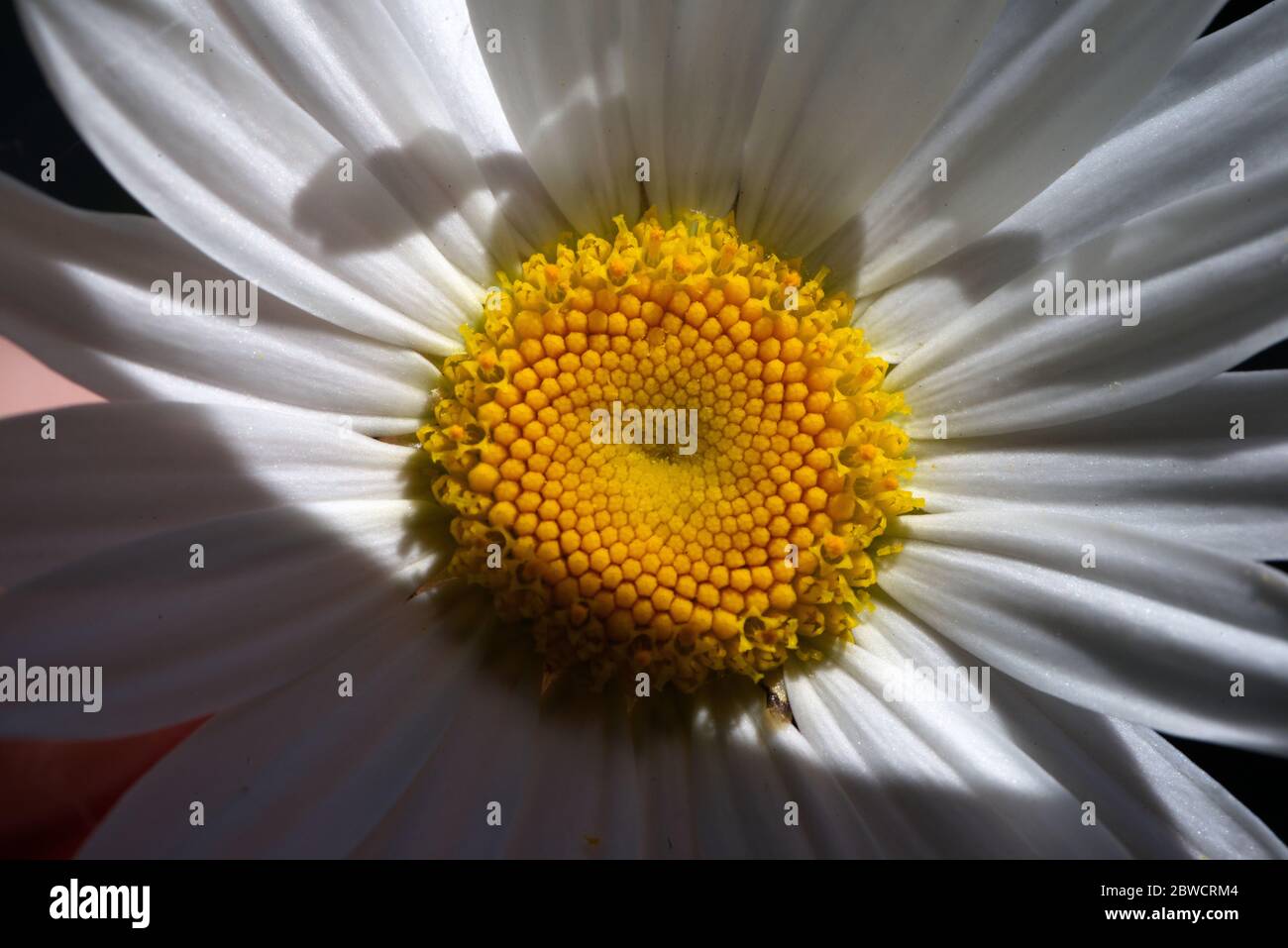 close up of giant daisy Stock Photo
