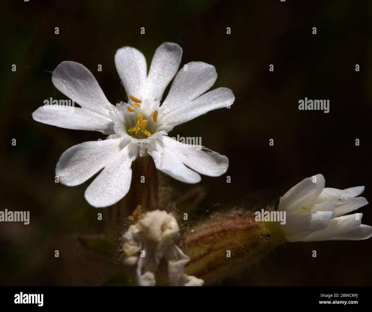 white campion flower also know as catchflies Stock Photo