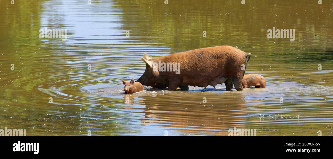 wild sow and piglets near river Stock Photo