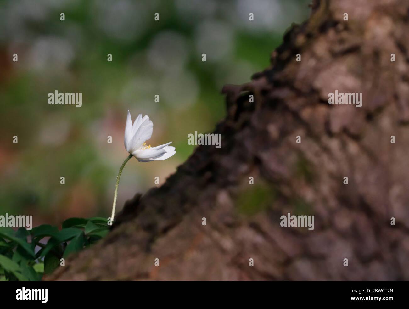 White spring flower called wood anemone, anemone nemorosa or windflower growing next to tree. Stock Photo