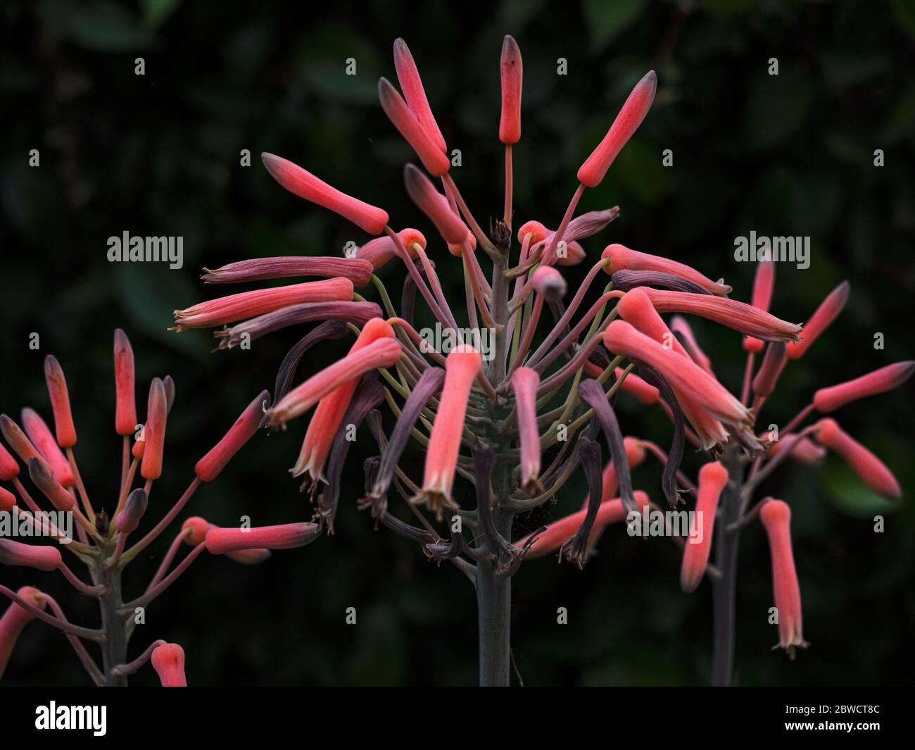 Aloe Spider Succulent Plant Stock Photo