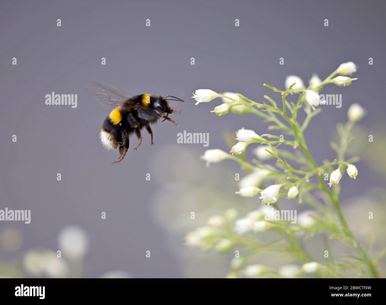 Busy Bee at work Stock Photo