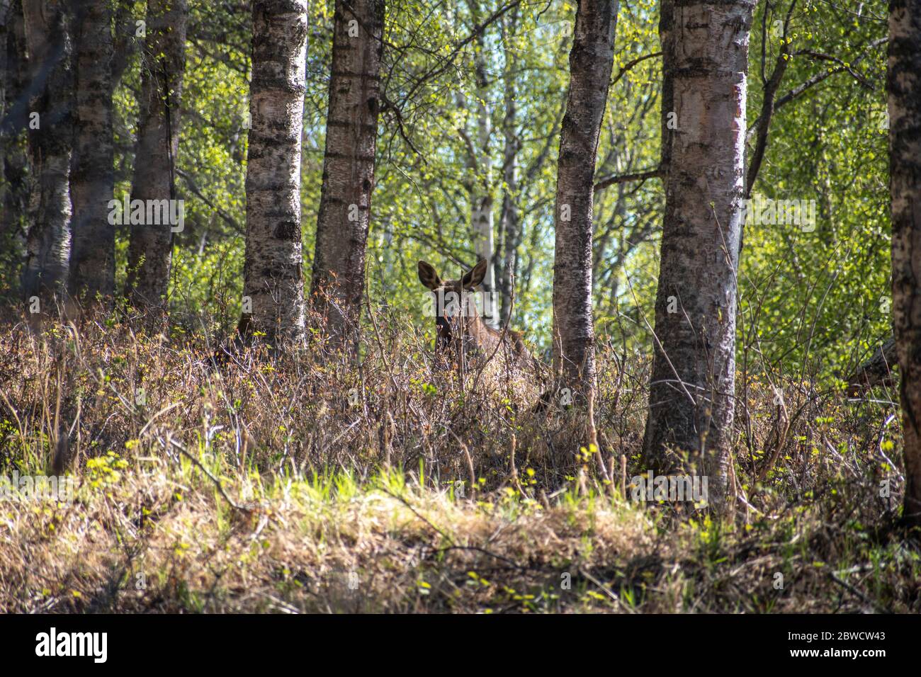 Playing peek a boo with a moose in the Alaskan Forest. Stock Photo