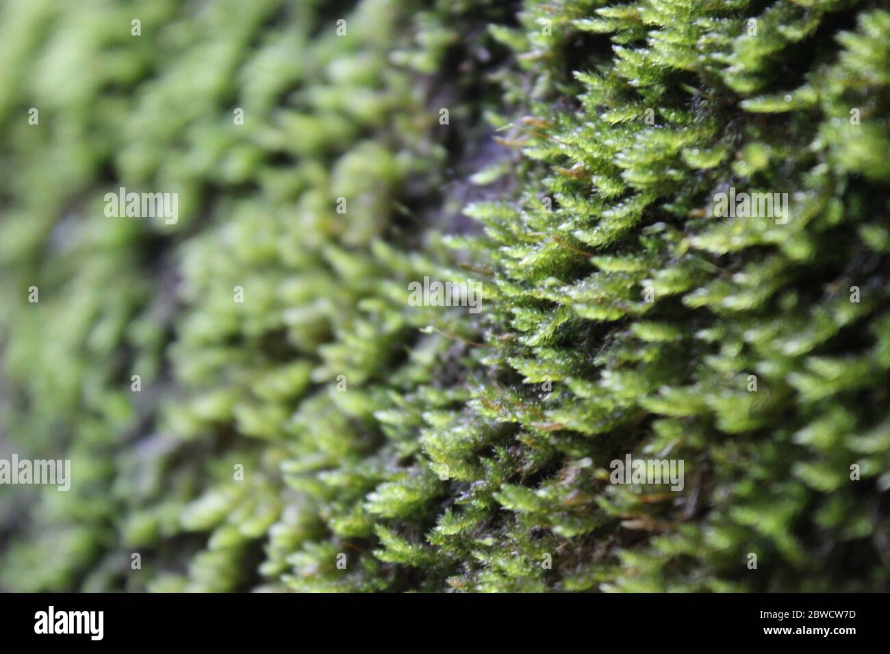 a field of lichens cover the bark of a tree Stock Photo