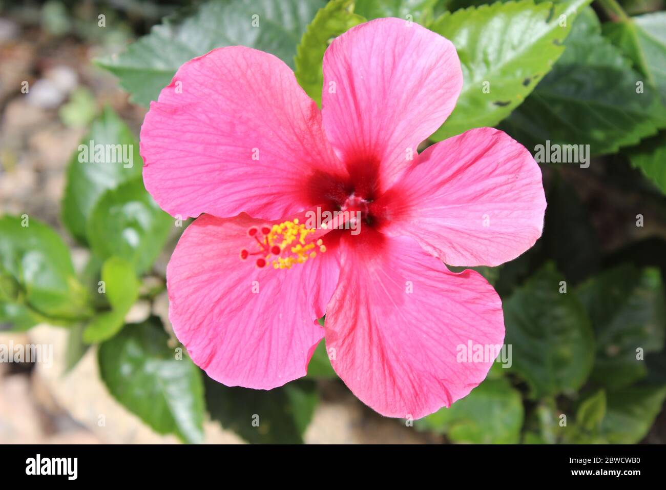 Hawaiian icon hi-res stock photography and images - Alamy