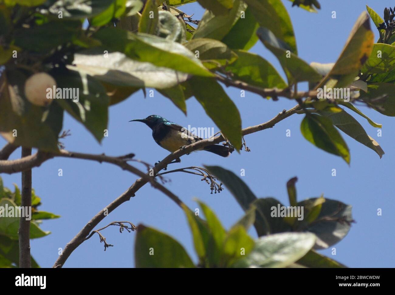 Long billed sunbird hi-res stock photography and images - Alamy