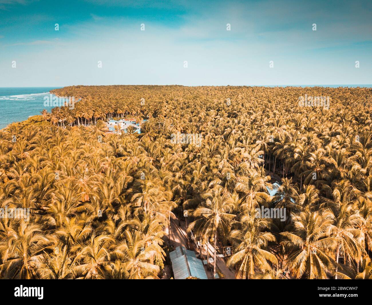 Coconut plantation in Siagao Island Stock Photo