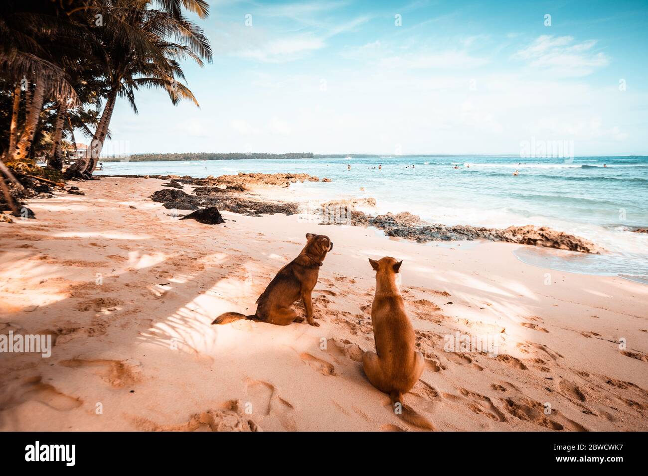 Island dogs in Siargao Stock Photo