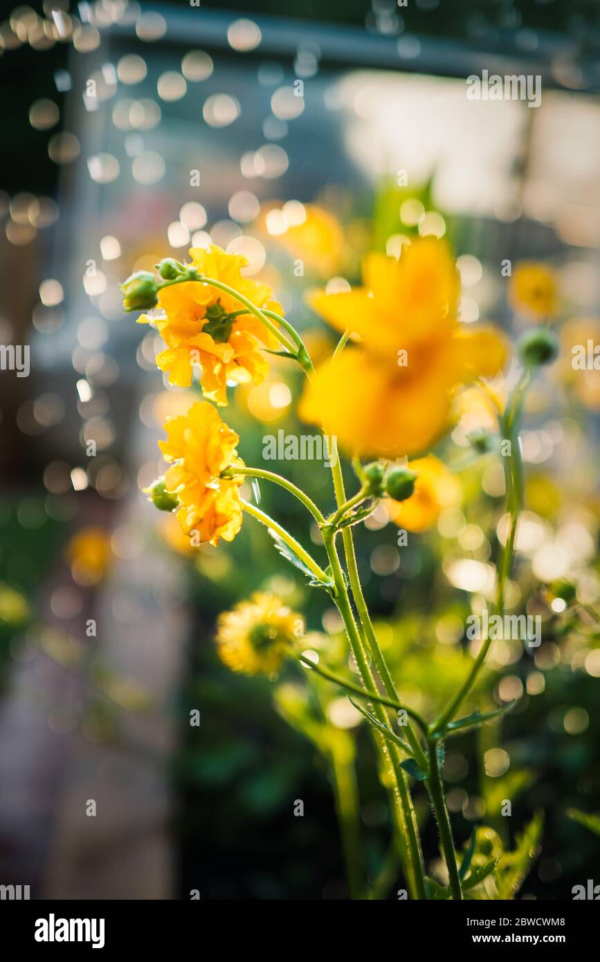 Plant being watered hires stock photography and images Alamy