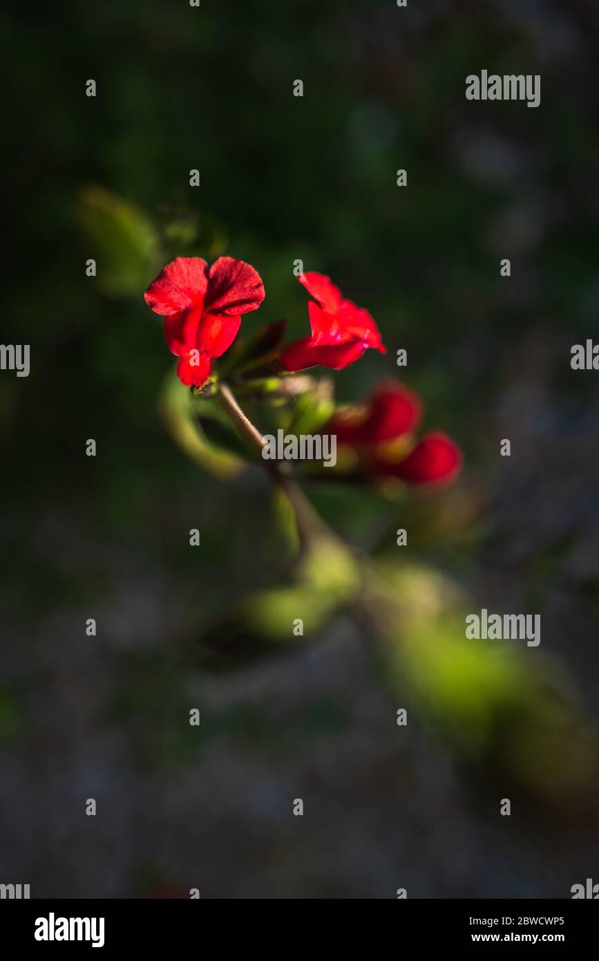 Red Salvia plant flower in the evening sunset in very shallow focus. Stock Photo