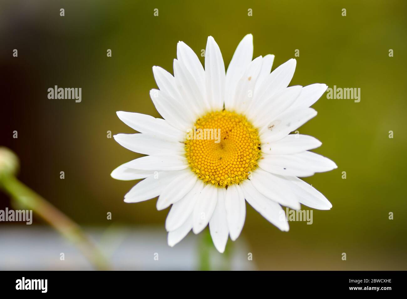 Isolated image of a daisy plant,Scientific name Leucanthemum vulgare