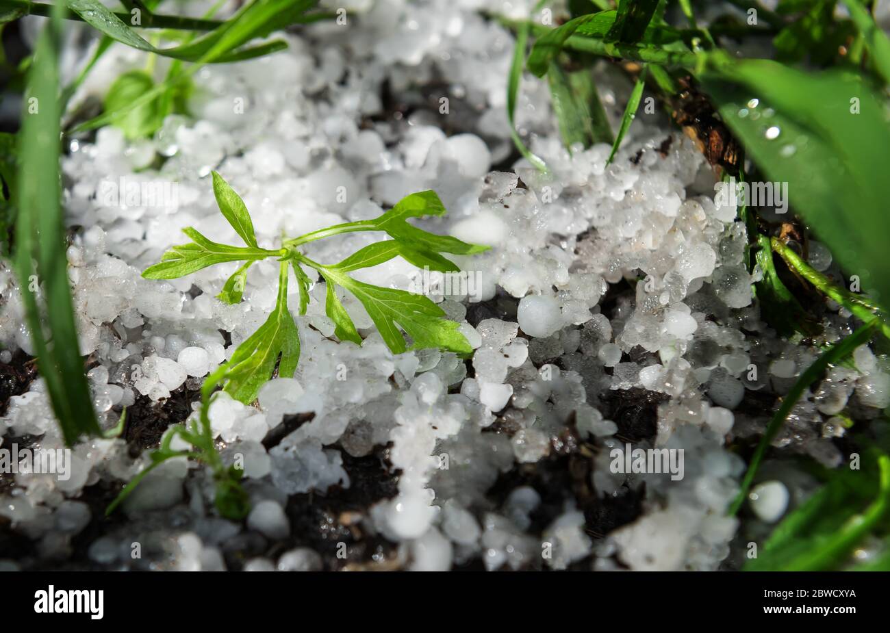 Scene after hail storm. Small green plant is covered by natural white hail balls that are melting under sunshine and framed by unfocused green grass l Stock Photo