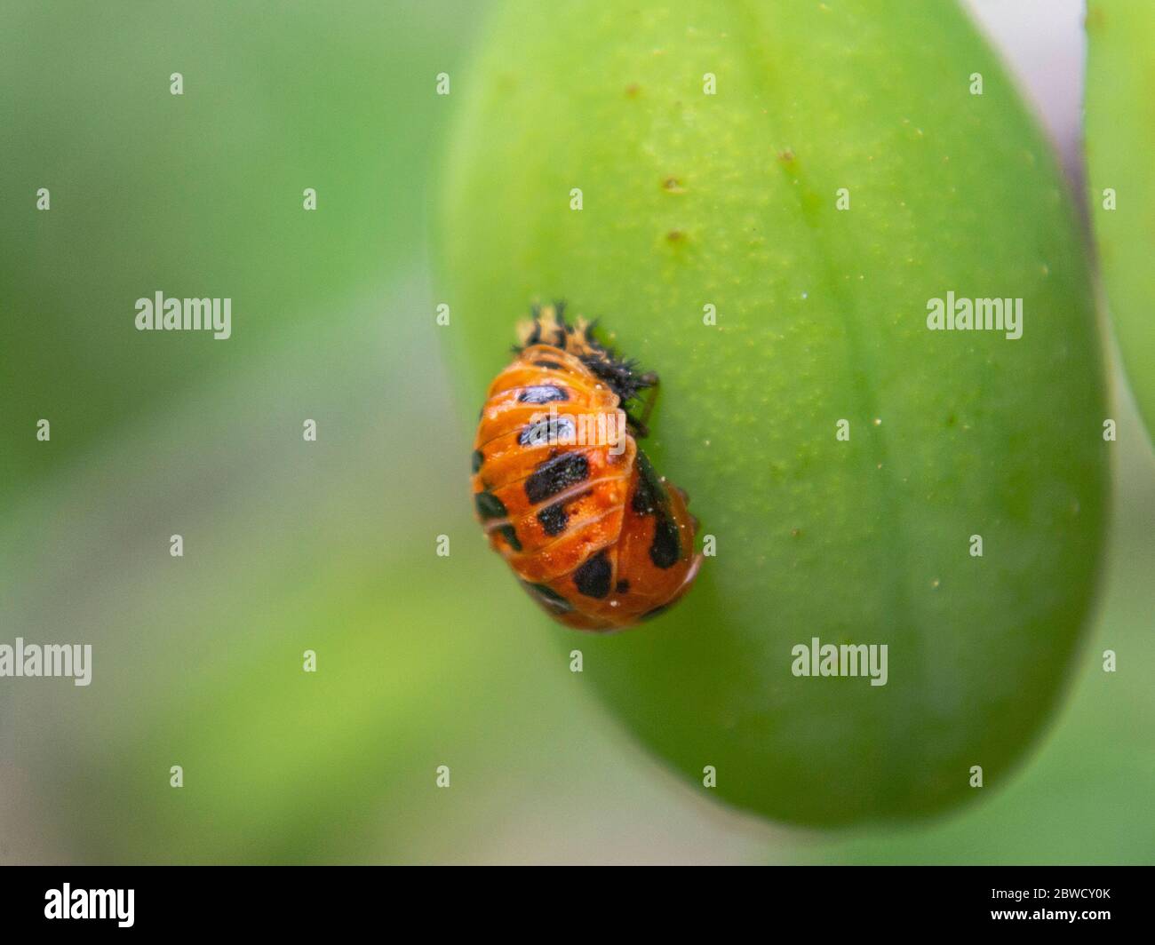 Close up of  harlequin,  Harmonia axyridis pupa Stock Photo