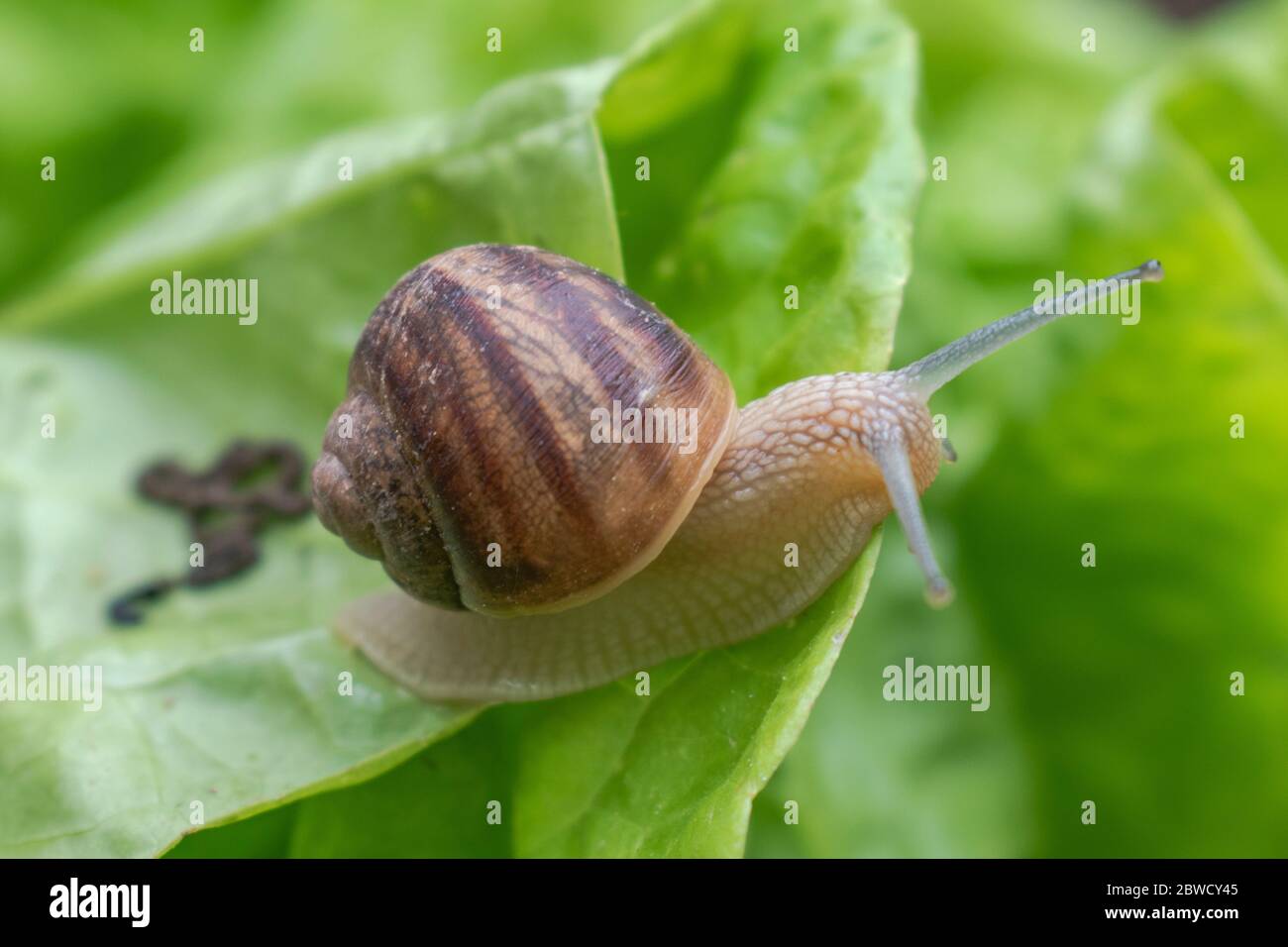 Garden snail pooping on lettuce, Helix aspersa maxima. Snail damage on plants Stock Photo Alamy